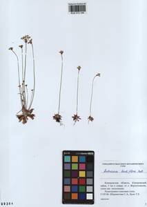 Androsace lactiflora Fisch. ex Willd., Siberia, Altai & Sayany Mountains (S2) (Russia)