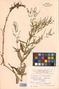 Epilobium adenocaulon × palustre, Eastern Europe, Moscow region (E4a) (Russia)