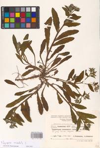 MHA 0 152 630, Lycopsis arvensis subsp. orientalis (L.) Kuzn., Eastern Europe, Lower Volga region (E9) (Russia)