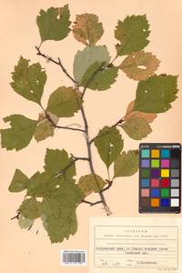 Crataegus dahurica (Dieck) Koehne, Siberia, Russian Far East (S6) (Russia)