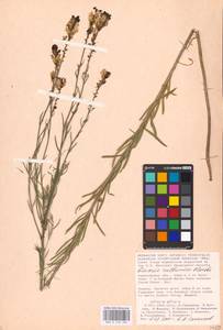 MHA 0 159 396, Linaria biebersteinii Besser, Eastern Europe, Lower Volga region (E9) (Russia)