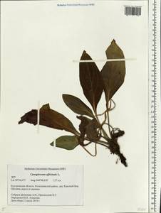 Cynoglossum officinale L., Eastern Europe, Central forest region (E5) (Russia)