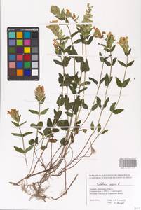 MHA 0 155 517, Scutellaria supina L., Eastern Europe, South Ukrainian region (E12) (Ukraine)