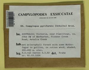 Campylopus pyriformis (Schultz) Brid., Bryophytes, Bryophytes - Australia & New Zealand (BAu) (Australia)