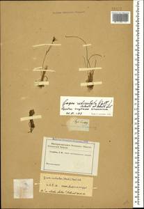 Gagea reticulata (Pall.) Schult. & Schult.f., Crimea (KRYM) (Russia)