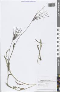 Digitaria sanguinalis (L.) Scop., Eastern Europe, Middle Volga region (E8) (Russia)