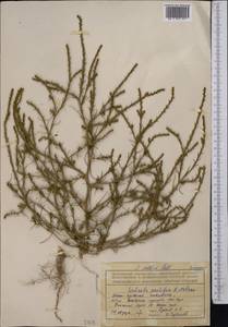 Salsola collina Pall., Middle Asia, Northern & Central Tian Shan (M4) (Kyrgyzstan)