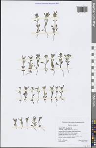 Salvia viridis L., South Asia, South Asia (Asia outside ex-Soviet states and Mongolia) (ASIA) (Turkey)