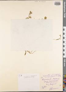 Callitriche hermaphroditica subsp. hermaphroditica, Eastern Europe, Central region (E4) (Russia)