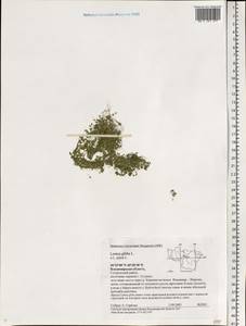 Lemna gibba L., Eastern Europe, Central region (E4) (Russia)