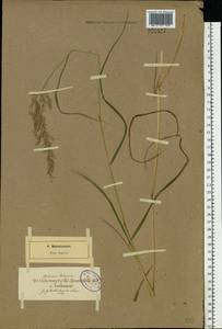 Calamagrostis canescens (Weber) Roth, Eastern Europe, North-Western region (E2) (Russia)