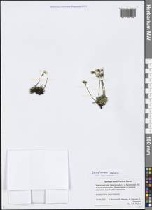 Micranthes merkii subsp. merkii, Siberia, Chukotka & Kamchatka (S7) (Russia)