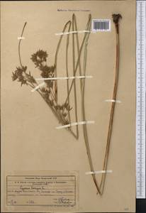 Cyperus longus L., Middle Asia, Syr-Darian deserts & Kyzylkum (M7) (Kazakhstan)