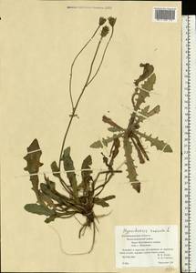 Hypochaeris radicata L., Eastern Europe, North-Western region (E2) (Russia)