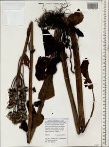 Tephroseris cladobotrys (Ledeb.) Griseb. & Schenk, Caucasus, Stavropol Krai, Karachay-Cherkessia & Kabardino-Balkaria (K1b) (Russia)