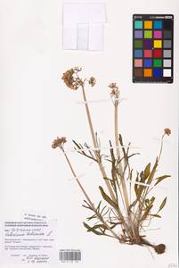 Valeriana tuberosa L., Eastern Europe, Lower Volga region (E9) (Russia)