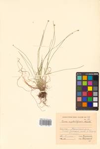 Carex onoei Franch. & Sav., Siberia, Russian Far East (S6) (Russia)