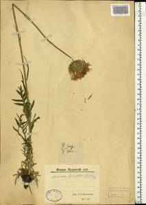 Jurinea mollis (L.) Rchb., Eastern Europe, Central forest-and-steppe region (E6) (Russia)