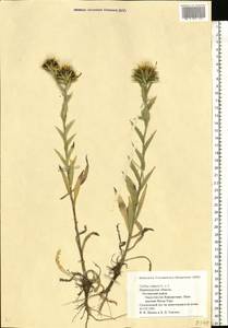 Carlina vulgaris L., Eastern Europe, North-Western region (E2) (Russia)