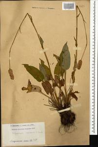Bistorta carnea (K. Koch) Kom., Caucasus, Armenia (K5) (Armenia)
