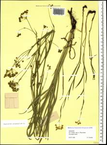 Bupleurum polyphyllum Ledeb., Caucasus, Armenia (K5) (Armenia)
