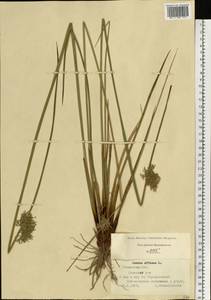 Juncus effusus L., Eastern Europe, Central region (E4) (Russia)