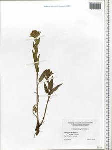 Campanula glomerata L., Siberia, Baikal & Transbaikal region (S4) (Russia)