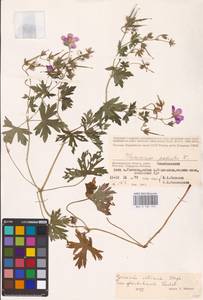 Geranium collinum Stephan ex Willd., Eastern Europe, Lower Volga region (E9) (Russia)