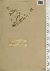 Sterigmostemum caspicum (Lam. ex Pall.) Kuntze, Siberia, Altai & Sayany Mountains (S2) (Russia)