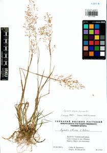 Agrostis stolonifera L., Siberia, Baikal & Transbaikal region (S4) (Russia)