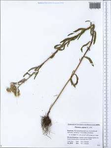 Achillea alpina subsp. alpina, Siberia, Baikal & Transbaikal region (S4) (Russia)
