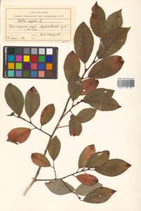 Salix caprea L., Siberia, Russian Far East (S6) (Russia)