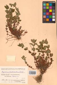 Hypericum kamtschaticum Ledeb., Siberia, Chukotka & Kamchatka (S7) (Russia)
