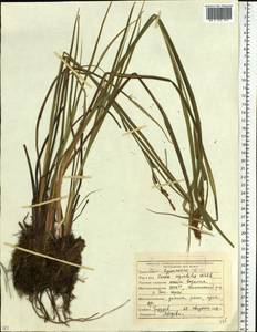Carex aquatilis Wahlenb., Siberia, Yakutia (S5) (Russia)