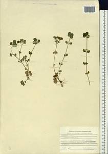 Chrysosplenium ramosum Maxim., Siberia, Russian Far East (S6) (Russia)