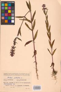 MHA 0 154 921, Stachys palustris L., Eastern Europe, Western region (E3) (Russia)