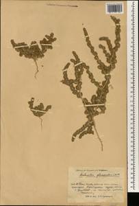 Halogeton glomeratus (Stephan ex M. Bieb.) C. A. Mey., South Asia, South Asia (Asia outside ex-Soviet states and Mongolia) (ASIA) (China)