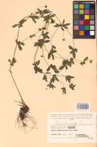 Potentilla erecta (L.) Raeusch., Eastern Europe, Western region (E3) (Russia)