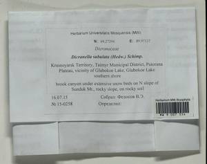 Dicranellopsis subulata (Hedw.) Bonfim Santos, Siebel & Fedosov, Bryophytes, Bryophytes - Krasnoyarsk Krai, Tyva & Khakassia (B17) (Russia)