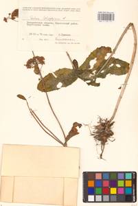 Hylotelephium telephium (L.) H.Ohba, Eastern Europe, West Ukrainian region (E13) (Ukraine)