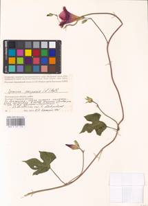 Ipomoea purpurea (L.) Roth, Eastern Europe, Lower Volga region (E9) (Russia)