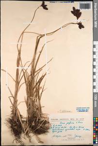 Carex aterrima Hoppe, Siberia, Baikal & Transbaikal region (S4) (Russia)