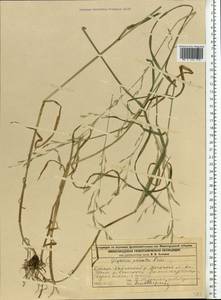 Glyceria notata Chevall., Eastern Europe, Volga-Kama region (E7) (Russia)