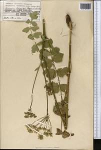 Semenovia dasycarpa (Regel & Schmalh.) Korovin ex Pimenov & V. N. Tikhom., Middle Asia, Pamir & Pamiro-Alai (M2) (Kyrgyzstan)