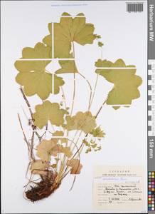 Alchemilla murbeckiana Buser, Eastern Europe, Northern region (E1) (Russia)