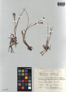 Scheuchzeria palustris L., Siberia, Altai & Sayany Mountains (S2) (Russia)