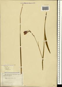 Gladiolus imbricatus L., Crimea (KRYM) (Russia)