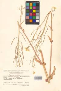 Brassica napus L., Eastern Europe, Lower Volga region (E9) (Russia)