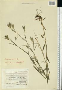 Dianthus armeria L., Eastern Europe, Moldova (E13a) (Moldova)