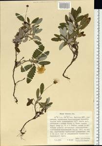 Dryas octopetala subsp. viscosa (Juz.) Hultén, Siberia, Yakutia (S5) (Russia)